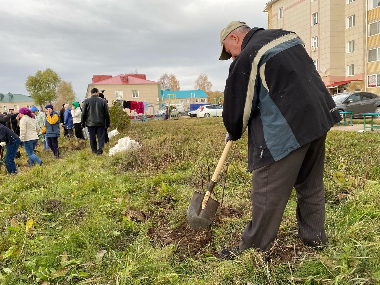 Около 300 саженцев сегодня высадили в Красной Горке