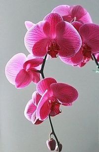Мамадышам рассказали о секретах ухода за орхидеями