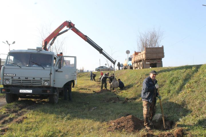 Одну из главных улиц Мамадыша засадили липами