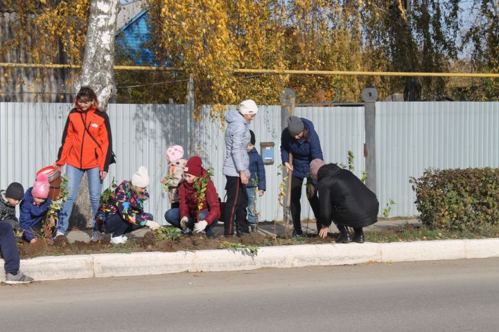 Мамадышта көзге агач утырту бара