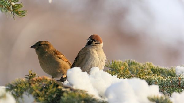 Народные приметы на 16 февраля