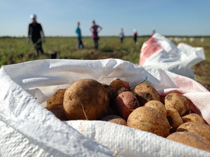 Педагоги на передовой: школьные коллективы Мамадыша обеспечивают себе сытую зимовку