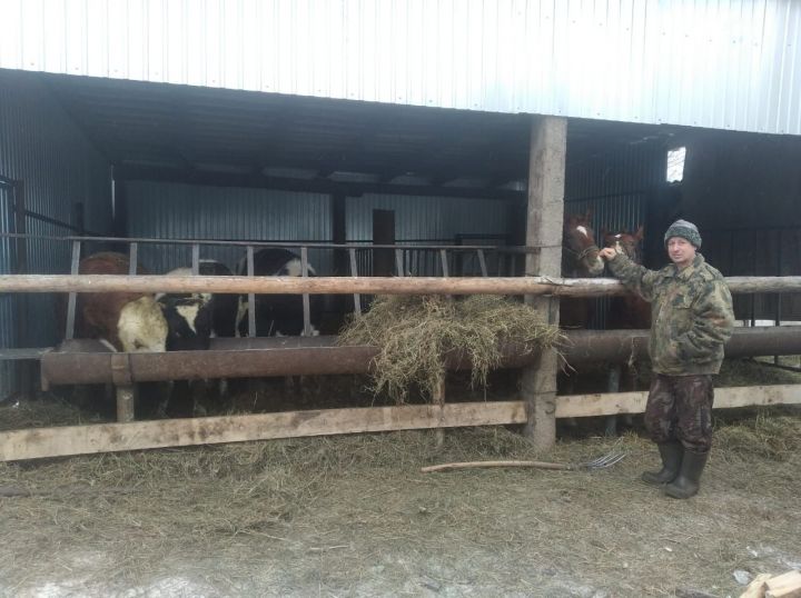 Житель Мамадышского района держит много голов КРС