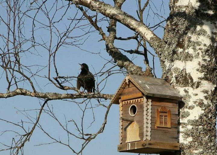 В Мамадыше набирает обороты  конкурс «Лучший скворечник»