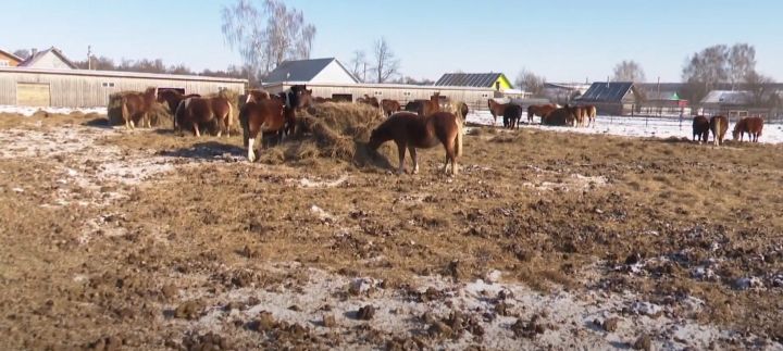 Животноводы Мамадышского района добились хороших результатов