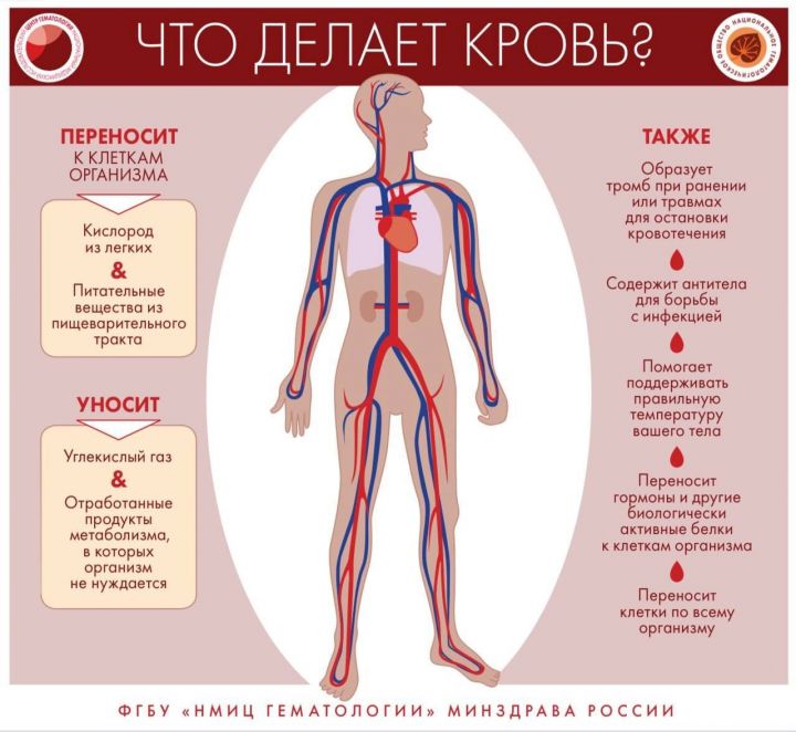 В мамадышской больнице рассказали, как распознать заболевания крови