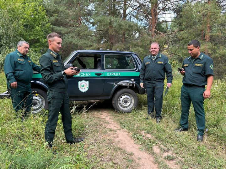 В Мамадышском районе провели ревизию лесов