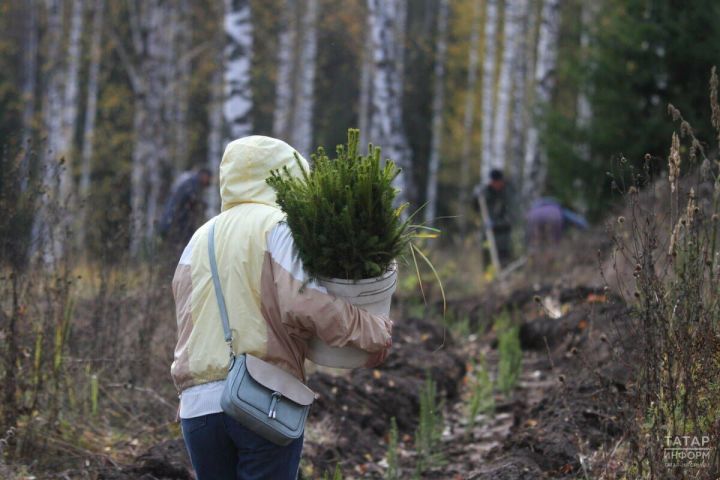 Жителей РТ приглашают участвовать в акции «Сохраним лес»