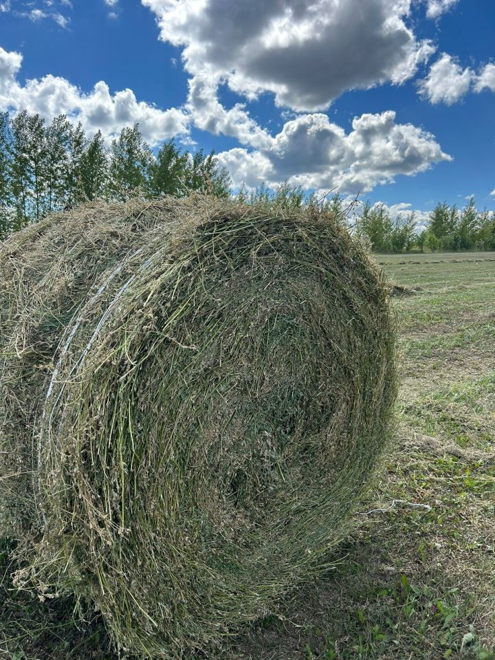 На полях нашего района полным ходом идет заготовка кормов на предстоящую зимовку