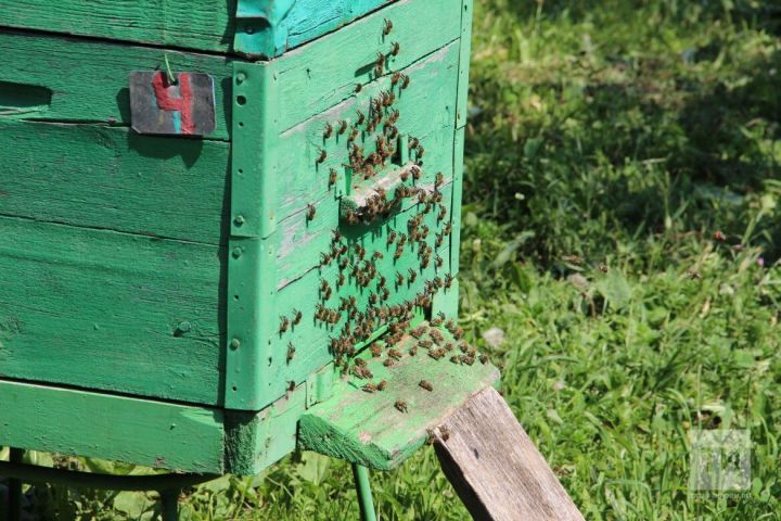 Вниманию пчеловодов: ожидается обработка полей